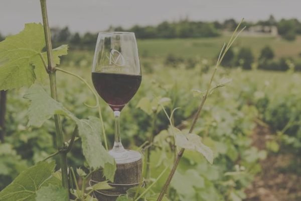 winefields winefields